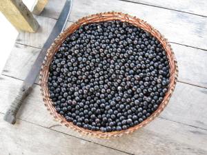 Basket of Açaí Fruit