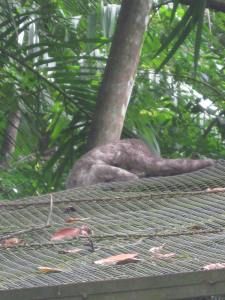 Preguiça, over the edge