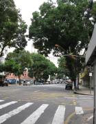 Mango trees lining Avenida Presidente Vargas in Belém