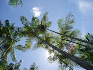 You can see a sloth in this açaí palm (and, no, I didn’t ask someone to kill it for me)